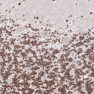 Anti-CHTOP antibody produced in rabbit 