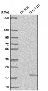 Anti-CHURC1 antibody produced in rabbit 