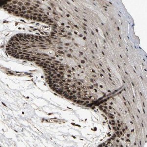 Anti-CIAO1 antibody produced in rabbit 