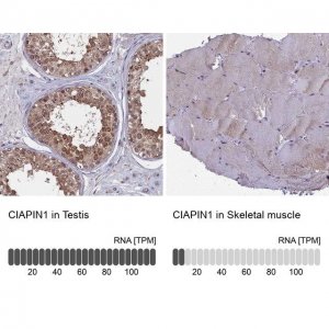 Anti-CIAPIN1 antibody produced in rabbit 