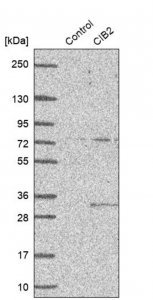 Anti-CIB2 antibody produced in rabbit 