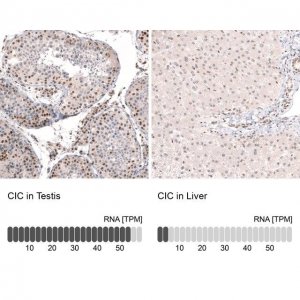 Anti-CIC antibody produced in rabbit 
