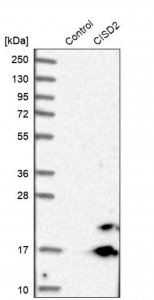 Anti-CISD2 antibody produced in rabbit HPA015914-100UL