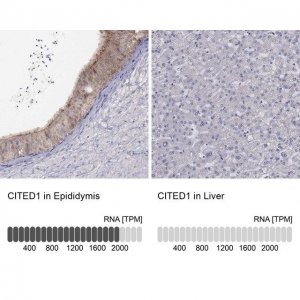 Anti-CITED1 antibody produced in rabbit 