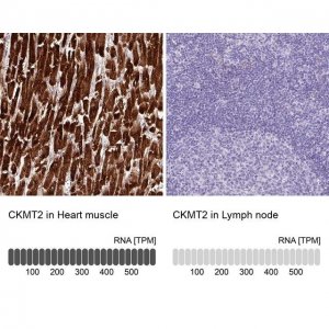 Anti-CKMT2 antibody produced in rabbit 