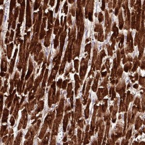 Anti-CKMT2 antibody produced in rabbit 