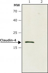 Anti-Claudin-4 antibody produced in rabbit SAB4200573-200UL