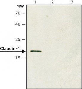 Anti-Claudin-4 antibody produced in rabbit SAB4200573-200UL