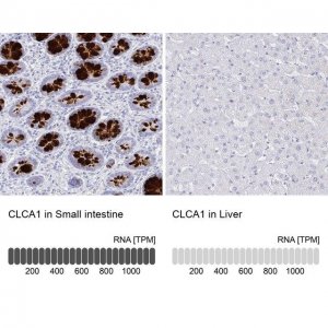 Anti-CLCA1 antibody produced in rabbit 