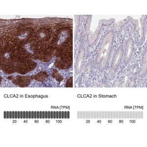 Anti-CLCA2 antibody produced in rabbit 
