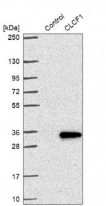 Anti-CLCF1 antibody produced in rabbit 