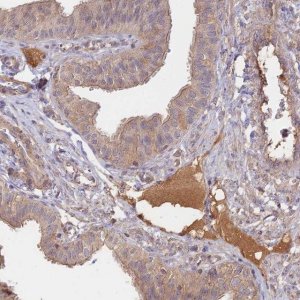 Anti-CLCF1 antibody produced in rabbit 