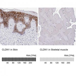 Anti-CLDN1 antibody produced in rabbit 