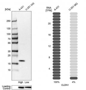 Anti-CLDN1 antibody produced in rabbit 