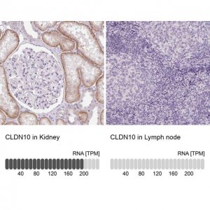 Anti-CLDN10 antibody produced in rabbit 