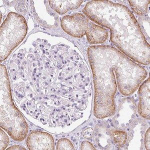 Anti-CLDN10 antibody produced in rabbit 