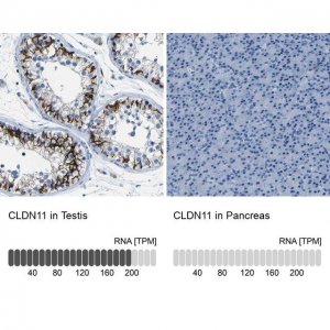 Anti-CLDN11 antibody produced in rabbit 