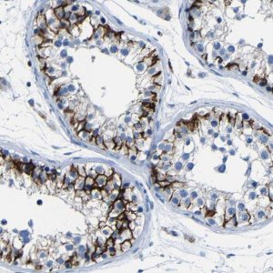 Anti-CLDN11 antibody produced in rabbit 