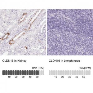 Anti-CLDN16 antibody produced in rabbit 