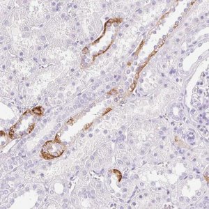 Anti-CLDN16 antibody produced in rabbit 
