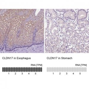 Anti-CLDN17 antibody produced in rabbit 