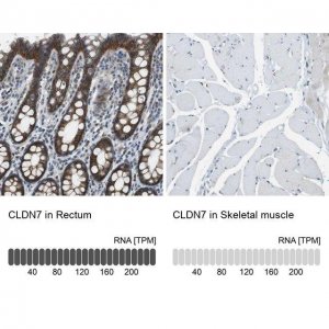 Anti-CLDN7 antibody produced in rabbit 