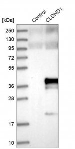Anti-CLDND1 antibody produced in rabbit HPA029841-100UL