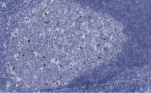 Anti-cleaved PARP-1 Antibody, clone 2G13 Antibody, ZooMAb Rabbit Monoclonal 