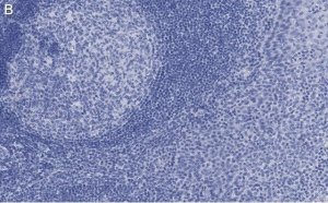 Anti-cleaved PARP-1 Antibody, clone 2G13 Antibody, ZooMAb Rabbit Monoclonal 