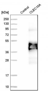 Anti-CLEC10A antibody produced in rabbit 