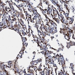 Anti-CLEC14A antibody produced in rabbit HPA039468-100UL