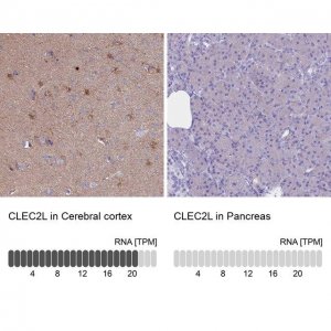 Anti-CLEC2L antibody produced in rabbit 
