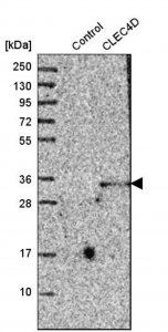 Anti-CLEC4D antibody produced in rabbit 