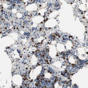 Anti-CLEC4D antibody produced in rabbit 