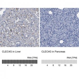 Anti-CLEC4G antibody produced in rabbit 