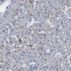 Anti-CLEC4G antibody produced in rabbit 