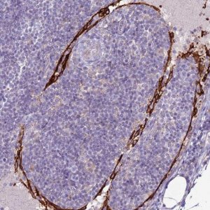 Anti-CLEC4M antibody produced in rabbit 