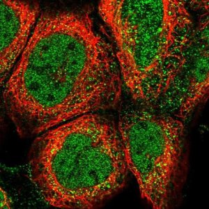 Anti-CLEC7A antibody produced in rabbit 