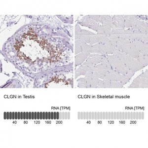 Anti-CLGN antibody produced in rabbit 