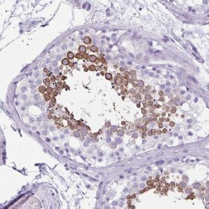 Anti-CLGN antibody produced in rabbit 