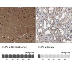 Anti-CLIP2 antibody produced in rabbit 