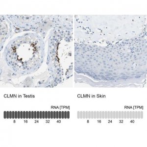 Anti-CLMN antibody produced in rabbit 