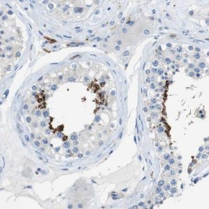Anti-CLMN antibody produced in rabbit 