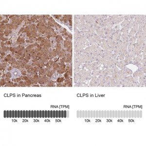Anti-CLPS antibody produced in rabbit 