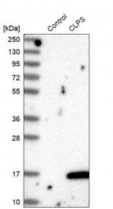Anti-CLPS antibody produced in rabbit 