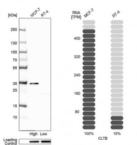 Anti-CLTB antibody produced in rabbit 