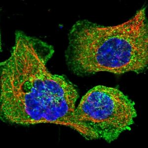 Anti-CLTB antibody produced in rabbit 