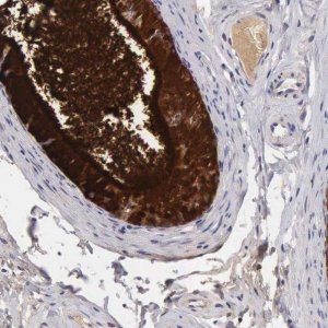 Anti-CLU antibody produced in rabbit 