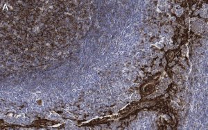 Anti-Clusterin Antibody, clone 2F23 ZooMAb Rabbit Monoclonal 