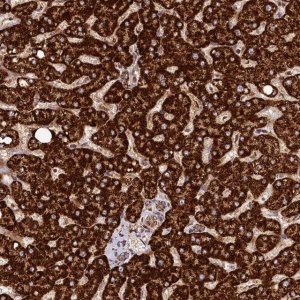 Anti-CLYBL antibody produced in rabbit 
